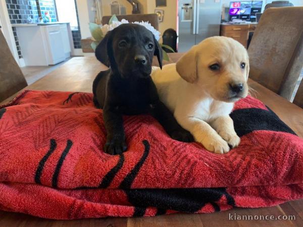 Magnifiques chiots Labrador Retriever