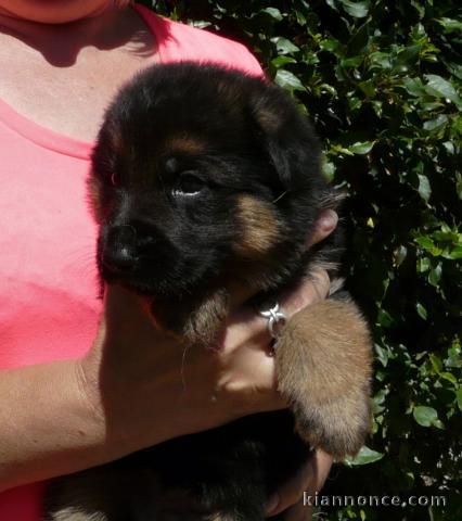  Adorables CHIOTS BERGER ALLEMAND