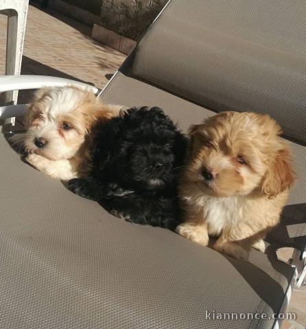 chiots bichon havanais