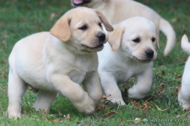 Magnifiques chiots Labrador Retriever