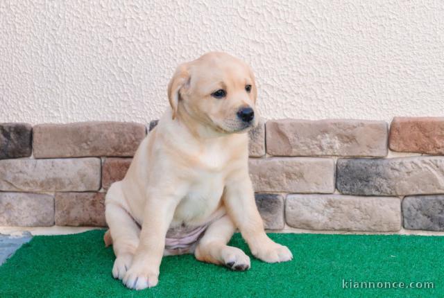 Magnifiques chiots Labrador Retriever