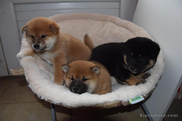 Disponible chiots shiba