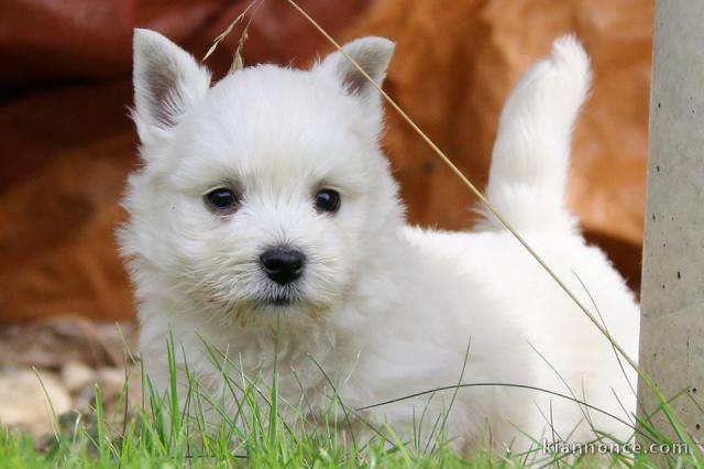 Adorable chiots Westie a donner