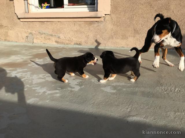 chiots Bouvier de l\