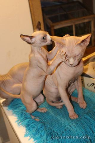 A donner chatons sphynx