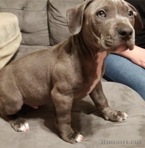 chiots Pit-bull-terrier-américan