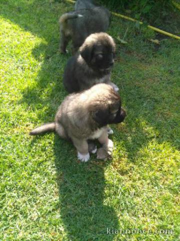 Magnifique chiots berger Caucase 