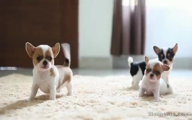 Chiots Chihuahua a donner