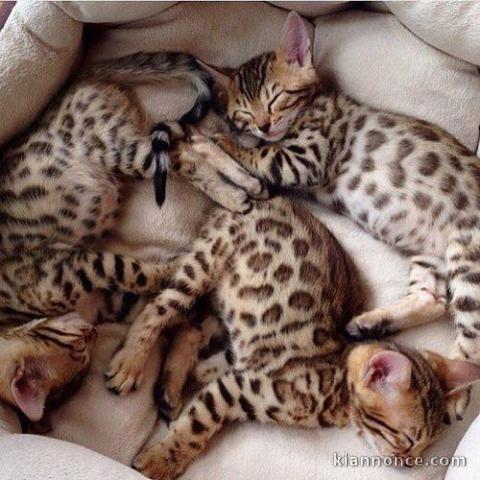 Donne Magnifiques Chatons Bengal