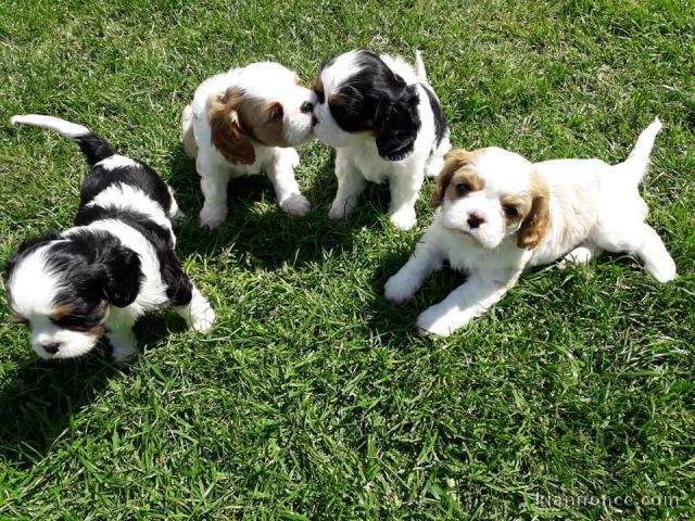 chiots Cavalier King Charles