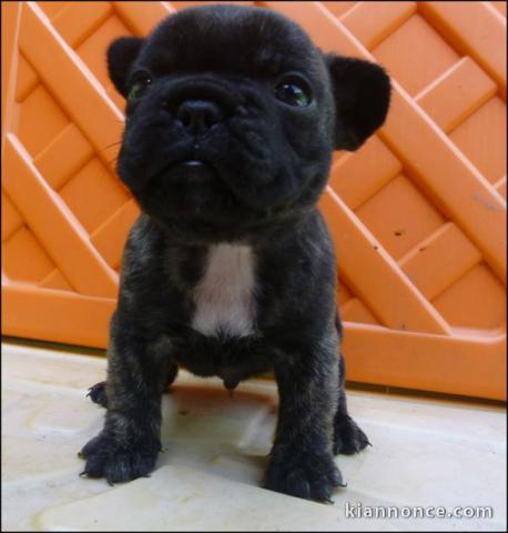 A donner chiot  Bouledogue français