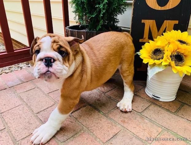 A donner chiots bulldog anglais 