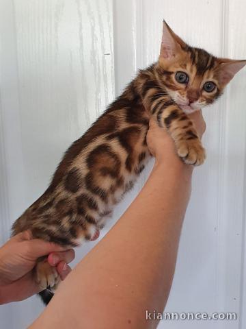  Superbe chaton Bengal - animaux de compagnie