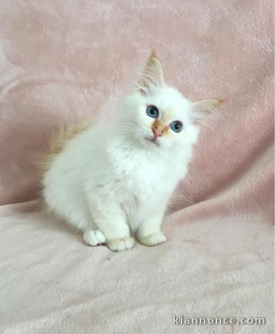 Adoption chatons Sacré de Birmanie DISPOS DE SUITE 