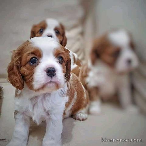 Adorables chiots cavalier king charles