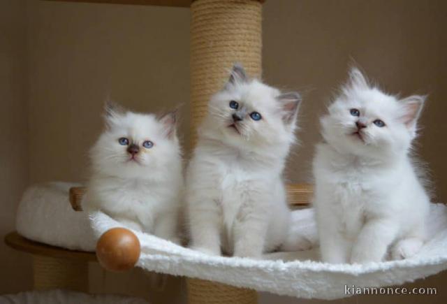 Magnifique chatons british shorthair a donner