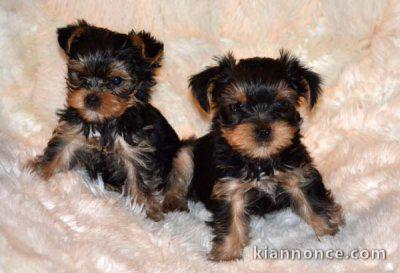 Magnifiques chiots yorkshire lof a donner 