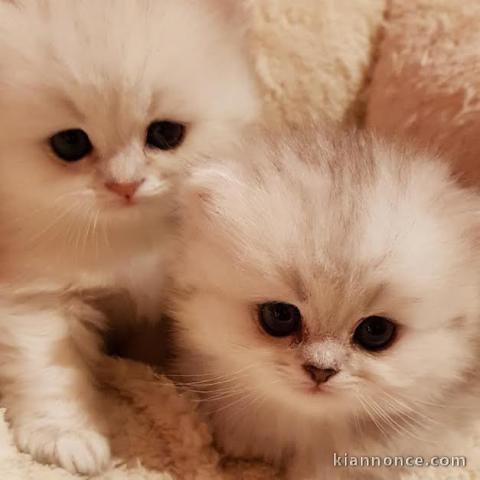Nos adorables chatons British Longhair