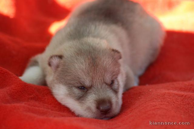 3 Chiots Siberian Husky A DONNER 