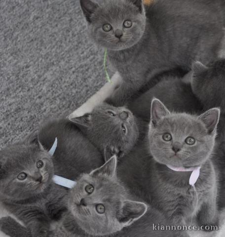 Donne Chatons Chartreux