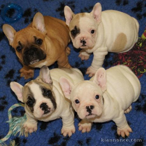 Donne Chiots Bouledogue Français 