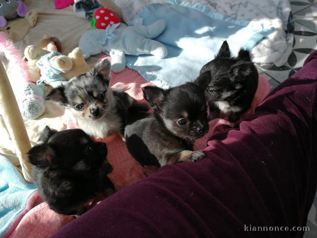 A donner chiots Chihuahua pure race