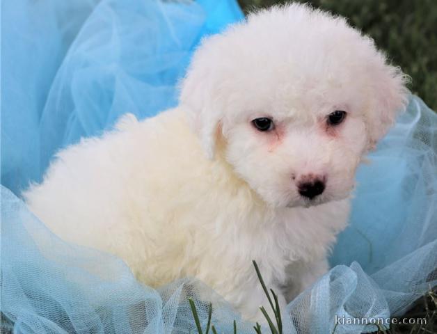 Chiots bichon maltais de pure