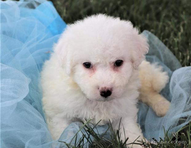 Chiots bichon maltais de pure race