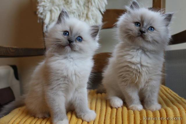 Chatons Ragdoll disponible de suite