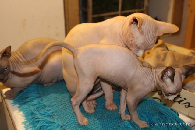 A donner chatons sphynx 