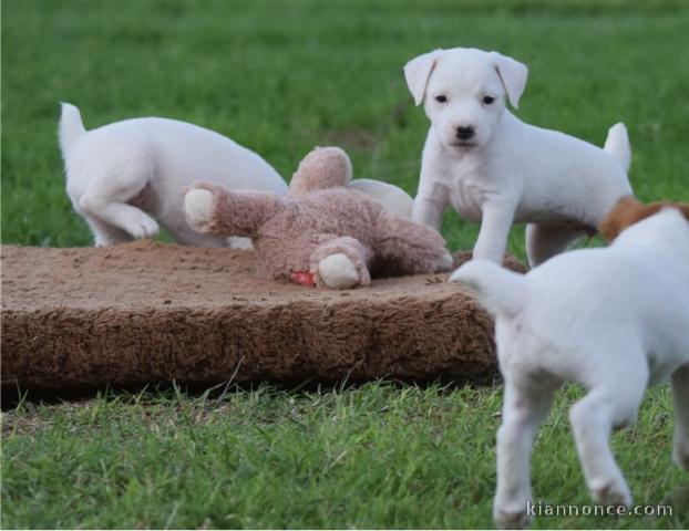 A donner magnifiques chiots jack russell