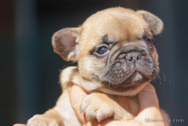 Magnifique BOULEDOGUE FRANCAIS A DONNER