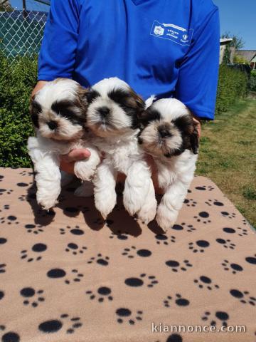 Dons Chiots Shih Tzu 1 mâle - 2 femelles