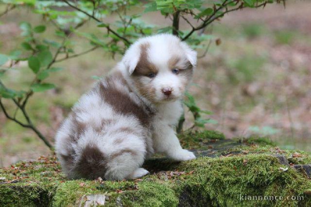 adorable chiot berger australien