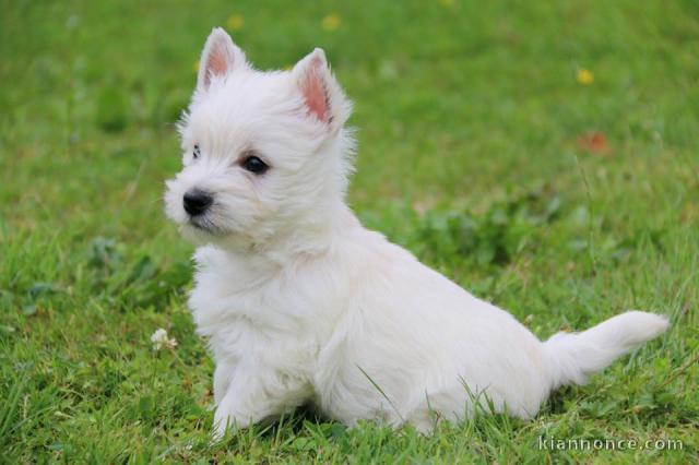 A donner chiots Westie Terrier