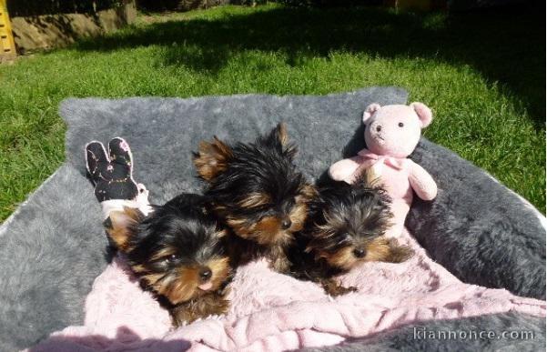 A donner Chiots yorkshire