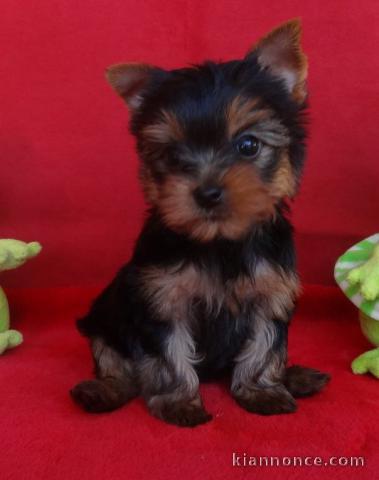 A donner Chiots yorkshire