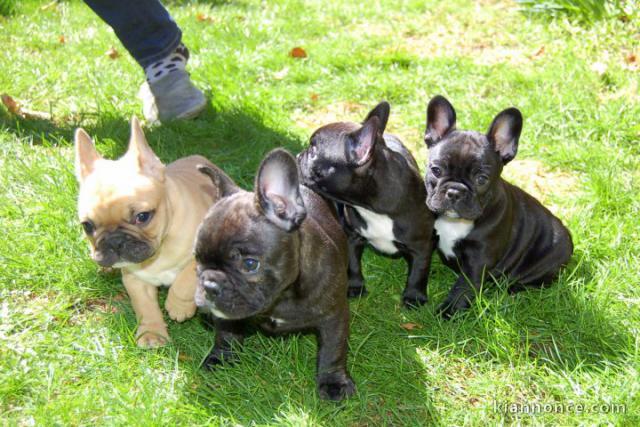 Magnifique chiots Bouledogue français