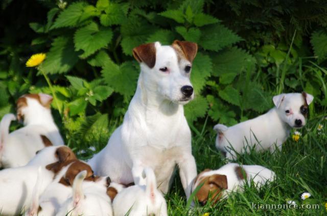 Donne très jolis chiots Jack Russell
