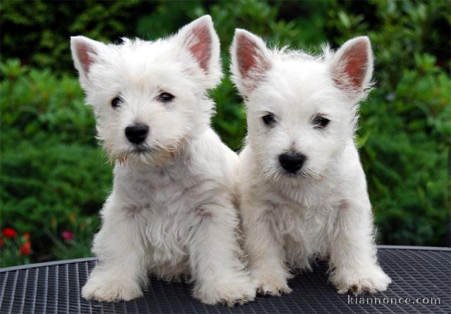 Jolis chiots westie lof 