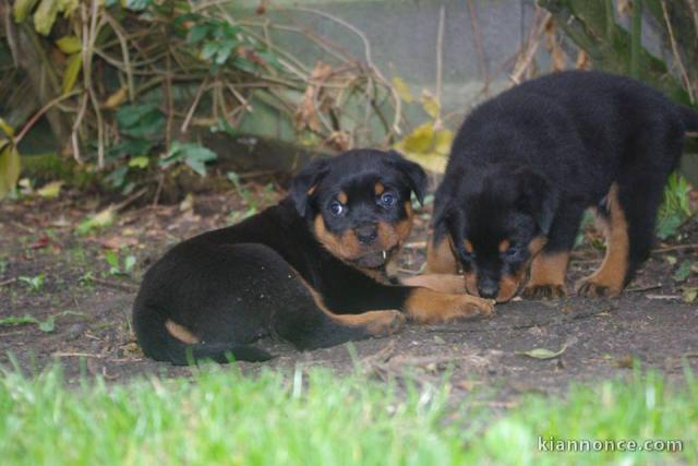 Superbe Rottweiler a donner contre bon soin