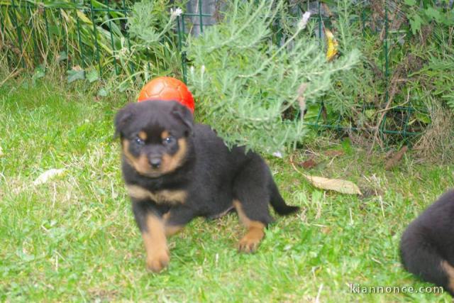 Superbe Rottweiler a donner