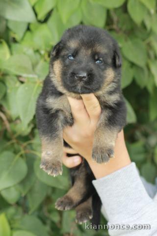 Chiots Berger allemand A DONNER nés le 19/06/2020.