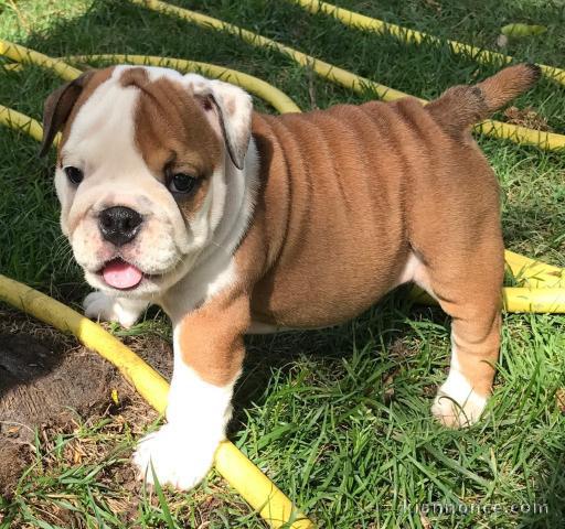 adorable chiots bulldog anglais