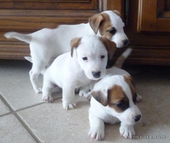 sublime chiot type jack russell