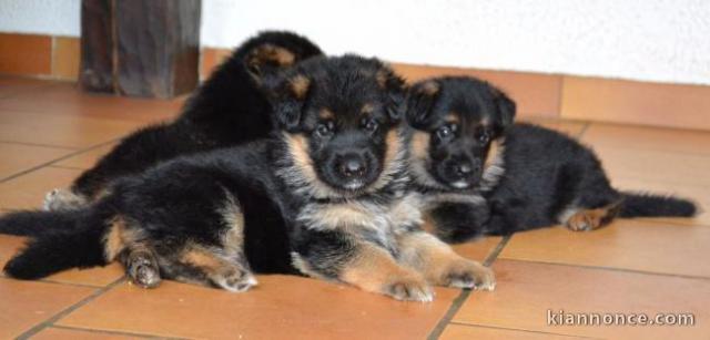 Mimi chiots Berger Allemand pure race LOF