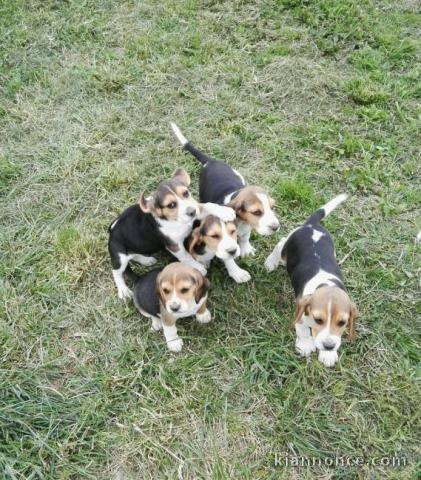 splendide chiots beagle Lof 
