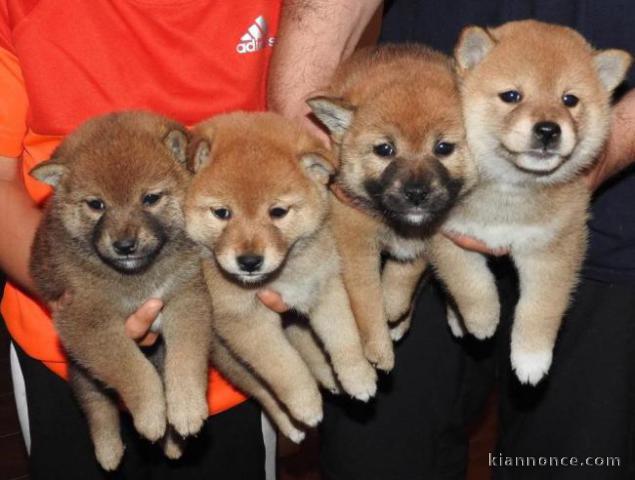 chiots shiba inu disponible