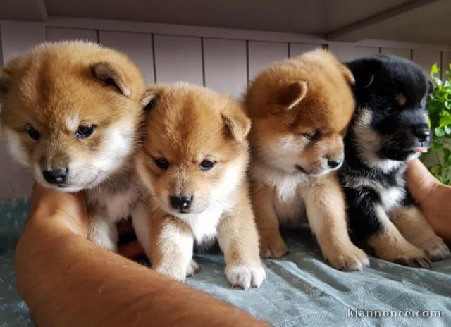 Chiots shiba inu disponible