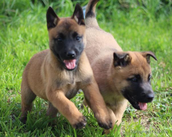 Mimi chiots Berger Malinois